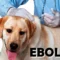 Eboltás